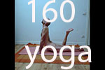 video art,hatha yoga 